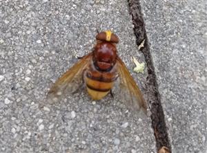 Volucella zonaria (Poda, 1761)