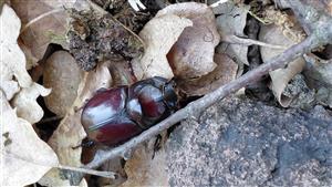 Oryctes nasicornis - nosorožtek obyčajný
