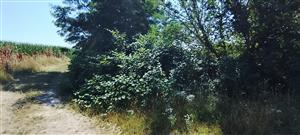 Fallopia_japonica