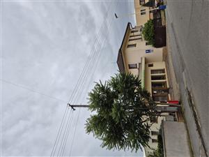 Ailanthus_altissima_Prešov_Solivar