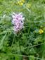 vstavacovec Fuchsov