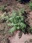 Ailanthus_altissima_Baltska11_BA