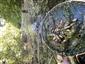 Carassius carassius