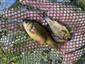 Carassius carassius