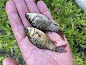 Carassius carassius a C. gibelio