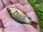 Carassius carassius