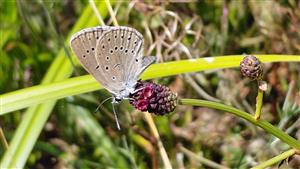 Maculinea teleius