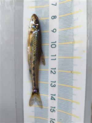 Romanogobio kesslerii