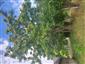 Ailanthus_altissima_Mala_Lodina2