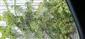 Ailanthus_altissima_Vajnorska105_BA