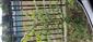 Ailanthus_altissima_Vajnorska39_BA
