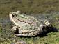 Pelophylax ridibundus