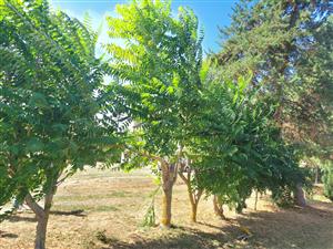 Ailanthus_altissima_Santovka2