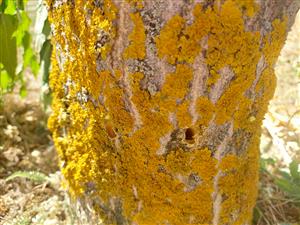 Ailanthus_altissima_Santovka_injektaz