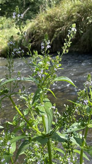 Veronica anagalis-aquatica