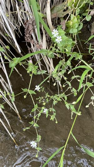 Stellaria aquatica