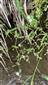 Stellaria aquatica