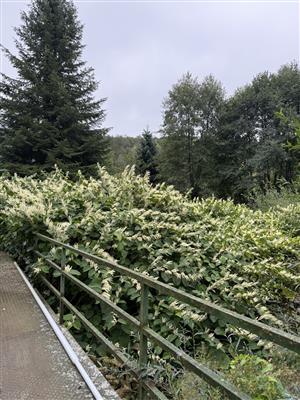 pohánkovec japonský