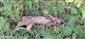 Felis silvestris, zrazena z druhej strany
