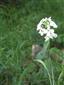 Hesperis nivea (syn.)