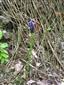 Muscari comosum (syn.)