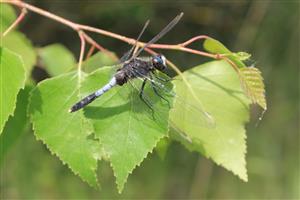 Leucorrhinia caudalis