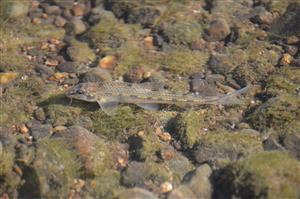 Gobio albipinnatus