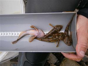 cottus_gobio