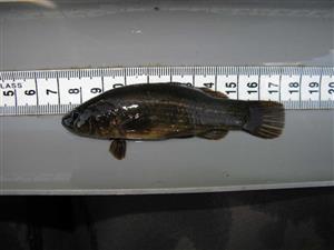 umbra krameri