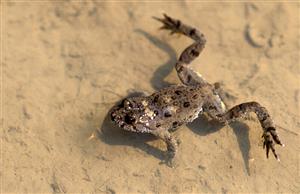 Bombina variegata