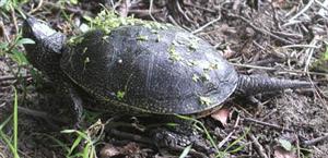 korytnačka močiarna