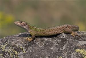 Lacerta viridis