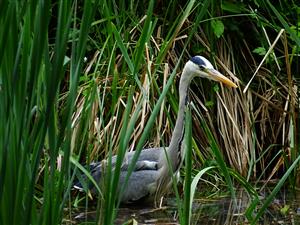 ardea cinerea