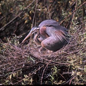 Ardea purpurea