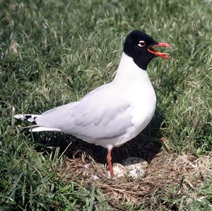 Larus melanocephalus