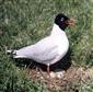 Larus melanocephalus