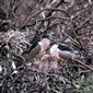 Nycticorax nycticorax