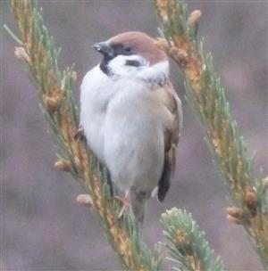 Passer montanus