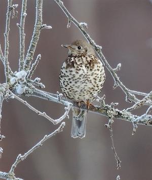 Turdus viscivorus