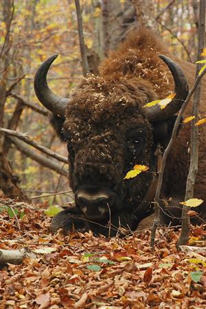 Bison bonasus