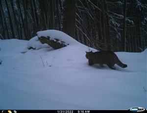 felis silvestris (mačka divá)