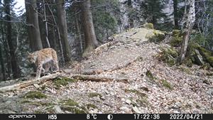 rys ostrovid ( lynx lynx)