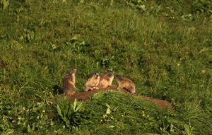 Marmota marmota