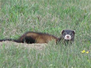 Mustela eversmanni