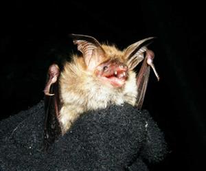 Myotis bechsteini