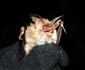 Myotis bechsteini