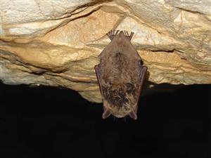 Myotis dasycneme