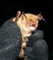 Myotis emarginatus