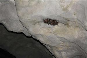 Myotis mystacinus