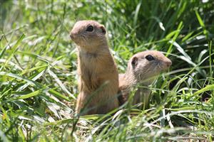 Spermophilus citellus